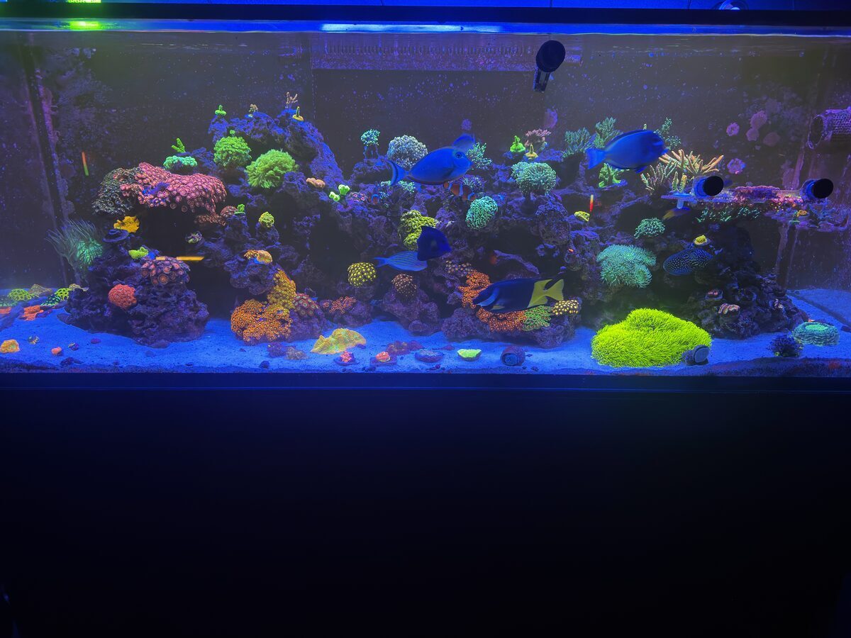 Recovered reef, algae cleared