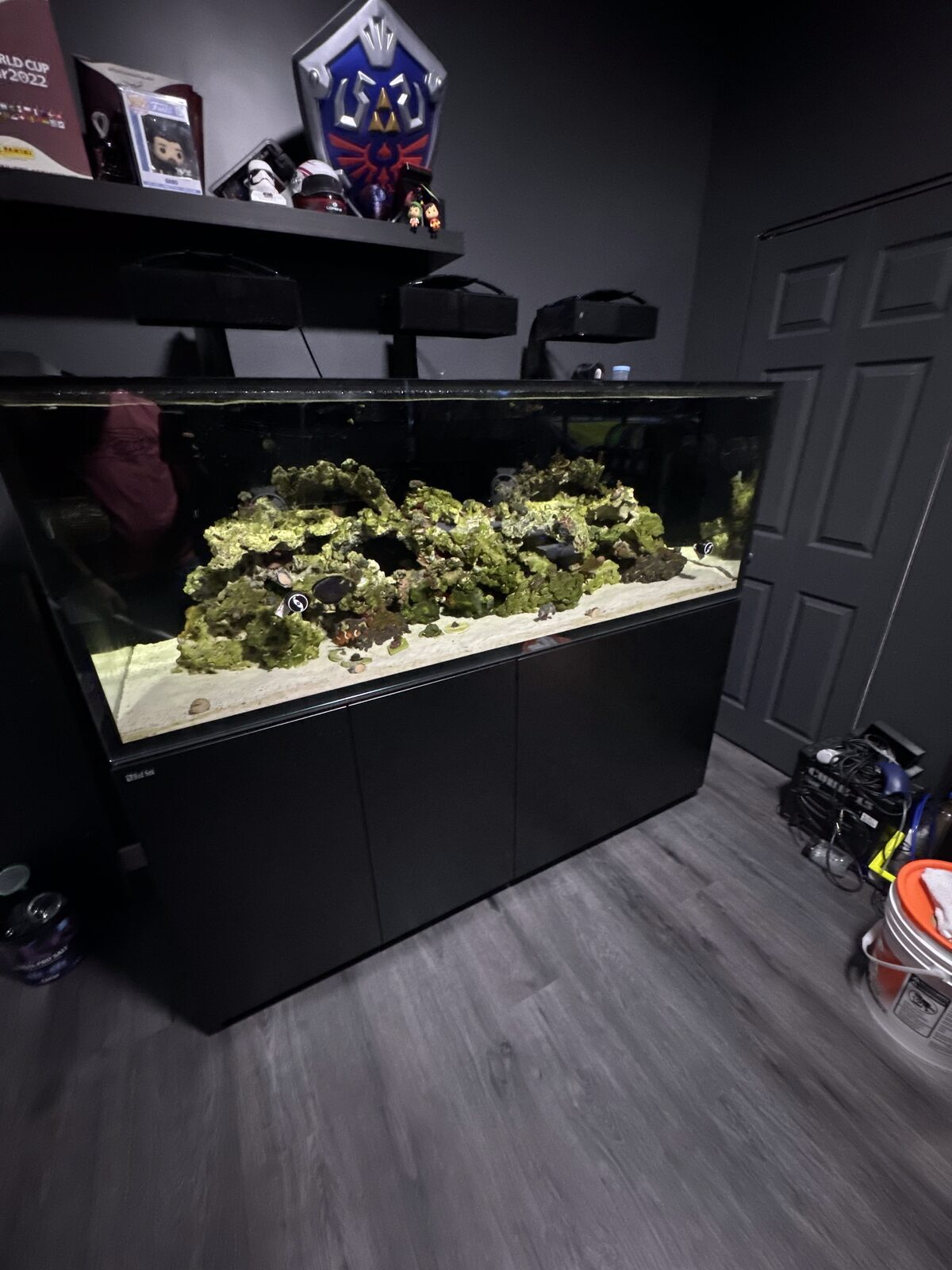 Algae outbreak
