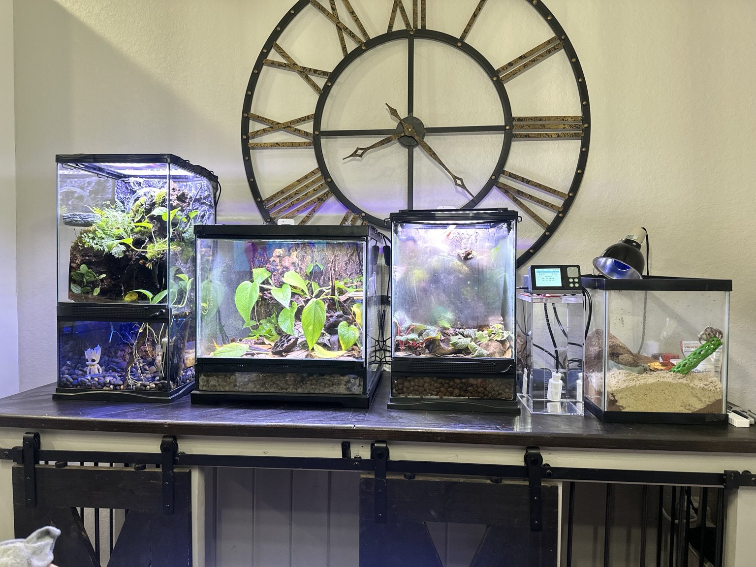 A row of Carlos's home vivariums — paludarium, dart frog and crested gecko enclosures, and freshwater systems on a single workbench