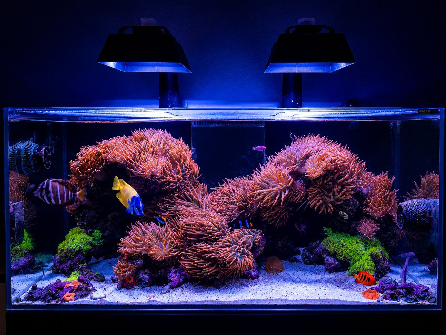 Carlos's home reef tank — mixed soft, LPS, and an anemone biome under reef lighting